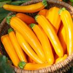 Potagères - Courgette Orélia HF1 - Graines d'Exception - face recto